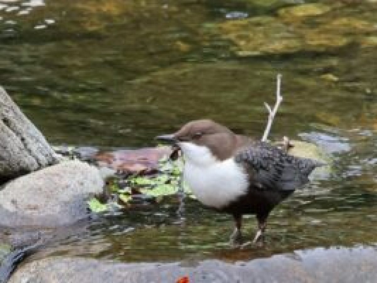 Νεροκότσυφας (Cinclus cinclus)
