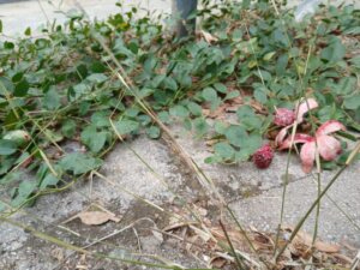 Ο αγώνας της καππαριάς για επιβίωση