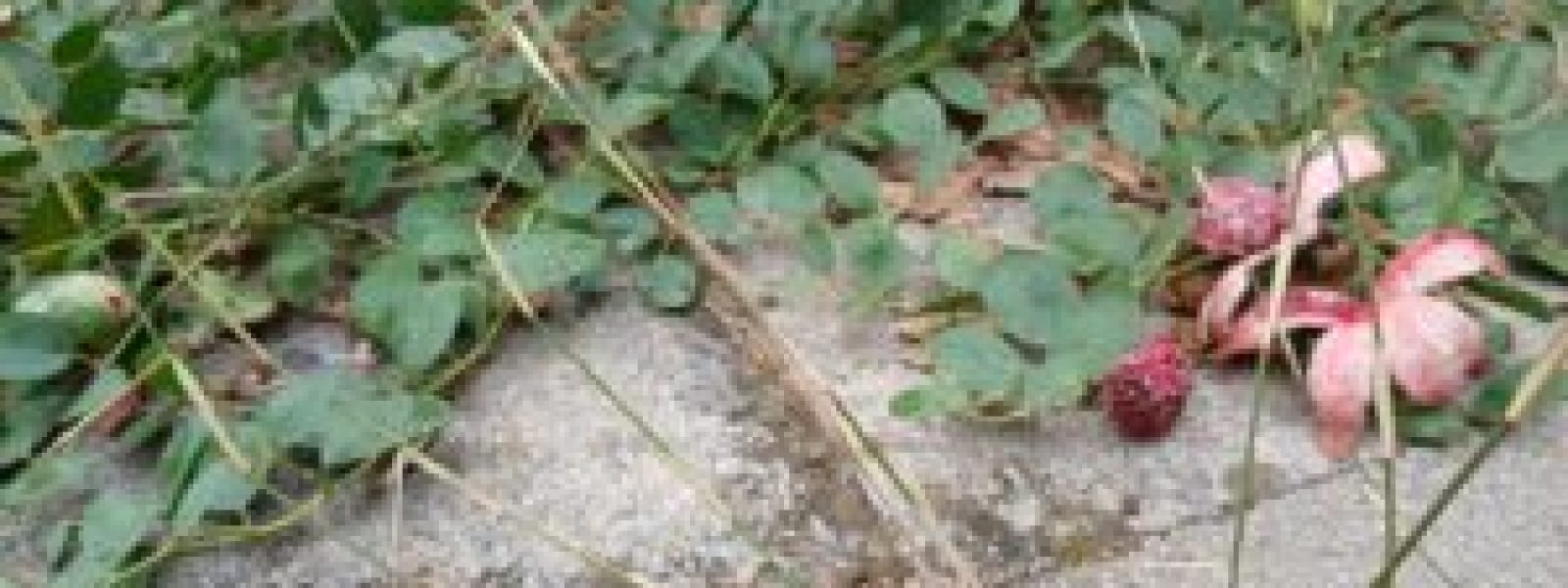 Ο αγώνας της καππαριάς για επιβίωση