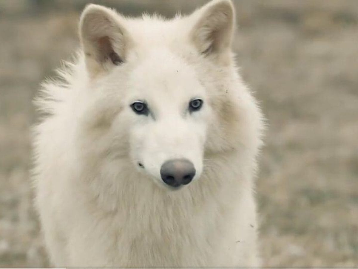 Ρωμύλος: Ο ανταρόλυκος που αναστήθηκε 10.000 χρόνια μετά την εξαφάνισή του