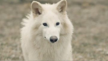 Ρωμύλος: Ο ανταρόλυκος που αναστήθηκε 10.000 χρόνια μετά την εξαφάνισή του