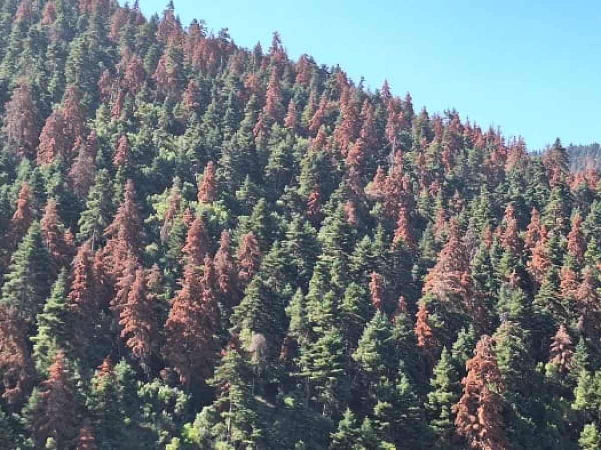 Τα ελατοδάση της Ελλάδας πεθαίνουν σιωπηλά