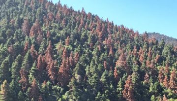 Τα ελατοδάση της Ελλάδας πεθαίνουν σιωπηλά