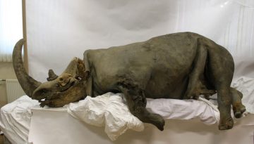 &Alpha;&nu;&alpha;&kappa;&alpha;&lambda;ύ&phi;&theta;&eta;&kappa;&epsilon; &tau;&omicron; &gamma;&omicron;&nu;&iota;&delta;ί&omega;&mu;&alpha; &mu;&alpha;&lambda;&lambda;&iota;&alpha;&rho;&omicron;ύ &rho;&iota;&nu;ό&kappa;&epsilon;&rho;&omicron;&upsilon; &mu;έ&sigma;&alpha; &sigma;&tau;&omicron; &gamma;&epsilon;ύ&mu;&alpha; &epsilon;&nu;ό&sigmaf; &lambda;ύ&kappa;&omicron;&upsilon; &tau;&eta;&sigmaf; &Epsilon;&pi;&omicron;&chi;ή&sigmaf; &tau;&omega;&nu; &Pi;&alpha;&gamma;&epsilon;&tau;ώ&nu;&omega;&nu;