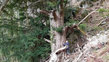 Δέντρο 1074 ετών στέκει αγέρωχο στο Μπέλλες από τη Βυζαντινή Αυτοκρατορία