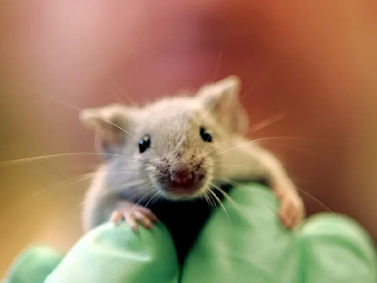 «Έσβησε» καρκίνο στο πάγκρεας τριπλή φαρμακευτική αγωγή – Θεραπεία υπόσχεται ισπανική μελέτη