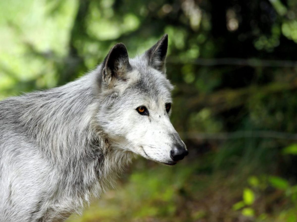 Γκρίζος λύκος: Τι κρύβεται πίσω από την επανεισαγωγή του στο οικοσύστημα