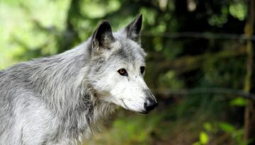 Γκρίζος λύκος: Τι κρύβεται πίσω από την επανεισαγωγή του στο οικοσύστημα