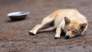 Οι αδέσποτοι σκύλοι της Ινδίας: από ειρηνικοί συνοδοιπόροι σε αστικούς φύλακες  
