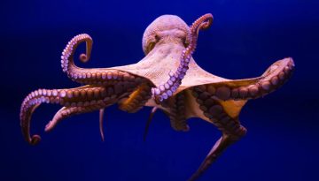 Υλικό σαν το δέρμα του χταποδιού ανέπτυξε το Στάνφορντ – Αλλάζει χρώμα και υφή