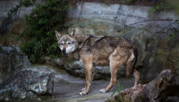 Υβρίδια λύκου–σκύλου στην Ελλάδα: Τι σημαίνει η πρώτη γενετική επιβεβαίωση και γιατί ανησυχούν οι επιστήμονες