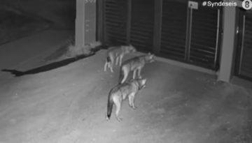 Καλλιστώ: Δεν είναι εξοικειωμένοι με την ανθρώπινη παρουσία οι λύκοι που εμφανίστηκαν σε Πανόραμα και Θέρμη