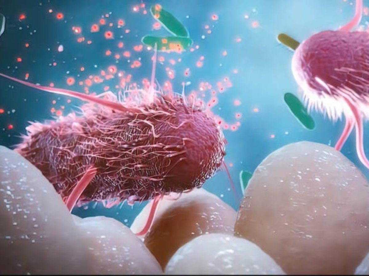 Κοινές χημικές ουσίες βλάπτουν τα ωφέλιμα βακτήρια του εντέρου, διαπιστώνει μελέτη