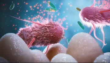 Κοινές χημικές ουσίες βλάπτουν τα ωφέλιμα βακτήρια του εντέρου, διαπιστώνει μελέτη