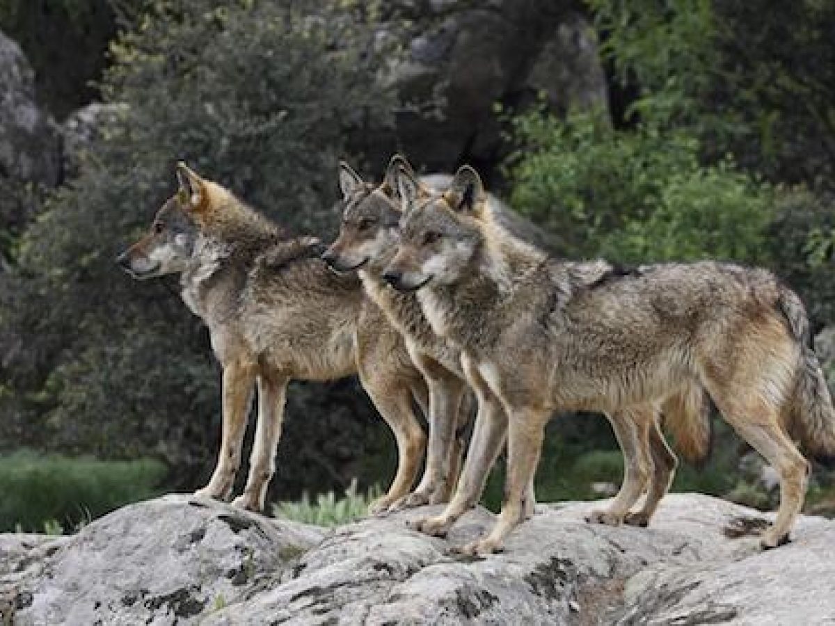 ΚΟΜΑΘ: Υπό αυστηρούς όρους ακόμη και θανάτωση επικίνδυνων λύκων
