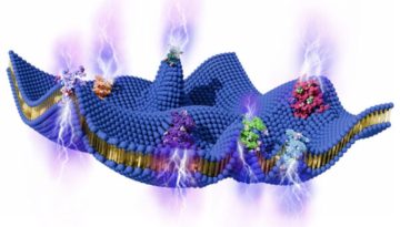 Μια άγνωστη πηγή ενέργειας φαίνεται να κρύβεται γύρω από τα κύτταρά μας