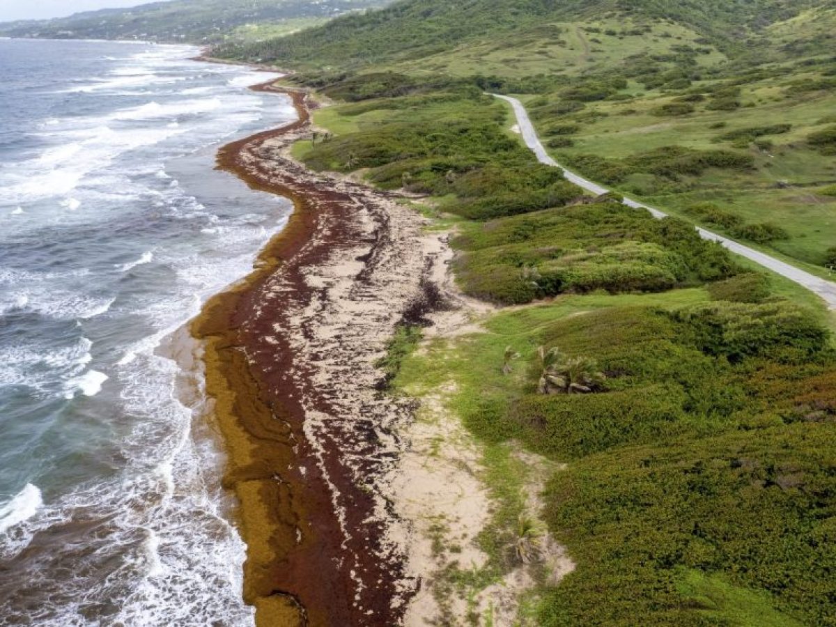 Μια τεράστια καφέ λωρίδα σε μέγεθος ηπείρου απλώνεται στον Ατλαντικό – Γιατί είναι τόσο ανησυχητικό