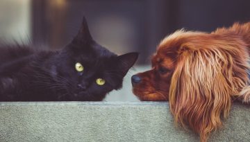 Ναι, τα ζώα κάνουν φίλους και η επιστήμη το επιβεβαιώνει – Σκύλοι και δελφίνια, λιοντάρια και κογιότ, κατσίκες και άλογα