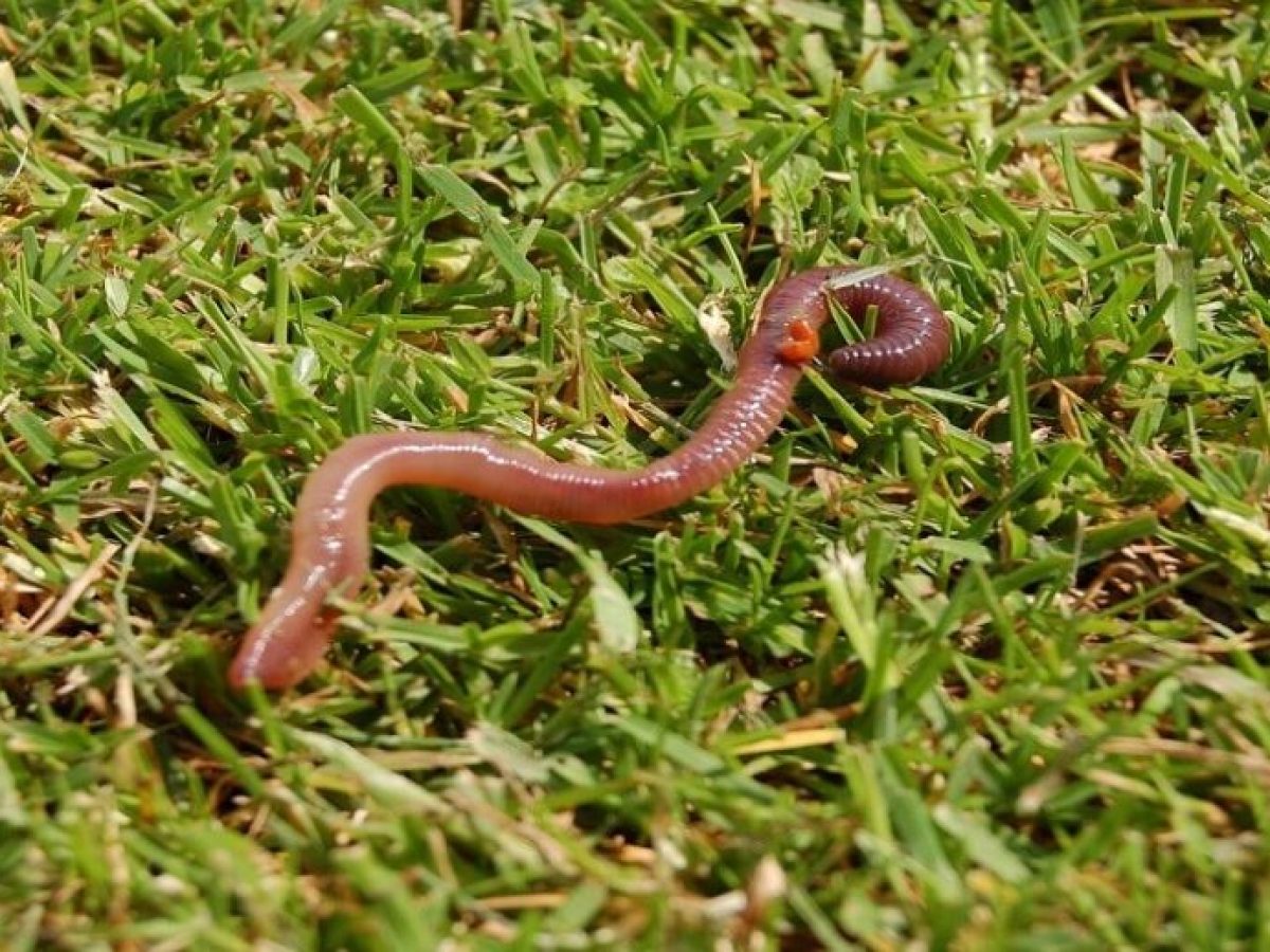 Νέα έρευνα: Υγιή τρόφιμα μπορούν να παραχθούν ΜΌΝΟΝ σε υγιές και ΖΩΝΤΑΝΌ έδαφος