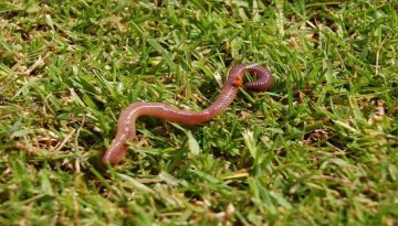 Νέα έρευνα: Υγιή τρόφιμα μπορούν να παραχθούν ΜΌΝΟΝ σε υγιές και ΖΩΝΤΑΝΌ έδαφος