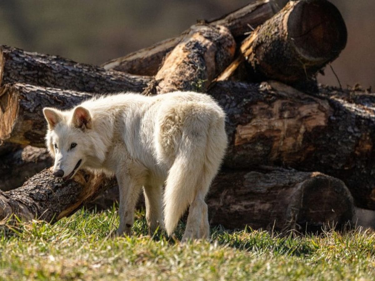 Ο λύκος που επέστρεψε 10.000 χρόνια μετά την εξαφάνισή του: Ποιος έχει σειρά;