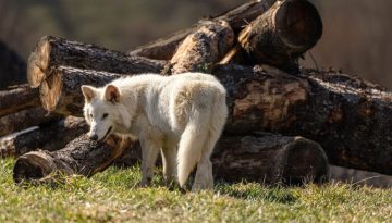 Ο λύκος που επέστρεψε 10.000 χρόνια μετά την εξαφάνισή του: Ποιος έχει σειρά;