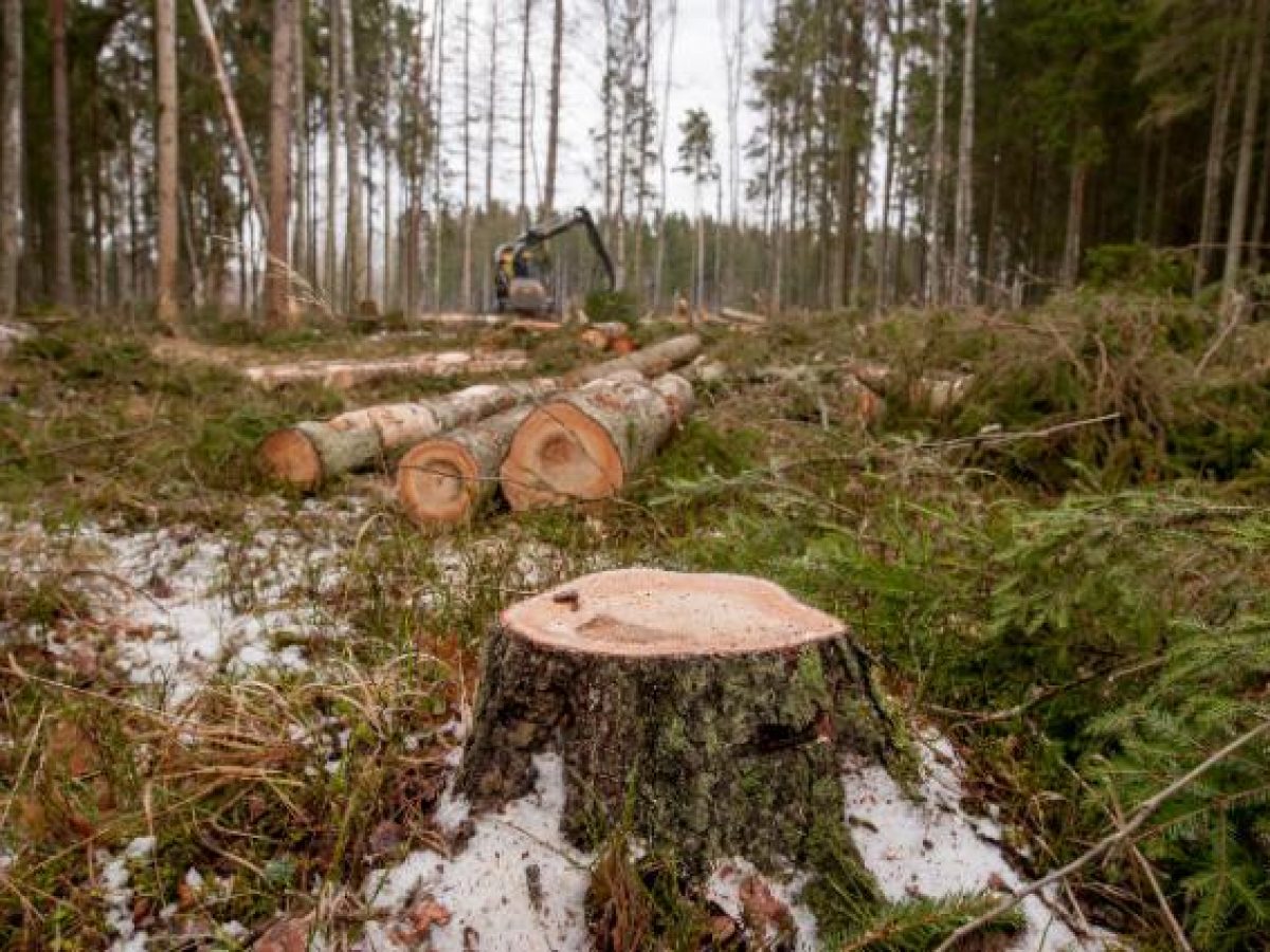 Ο πλανήτης χάνει τα δάση του