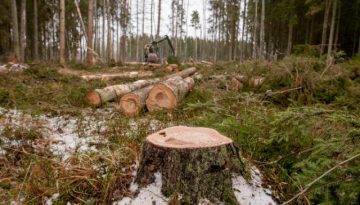 Ο πλανήτης χάνει τα δάση του
