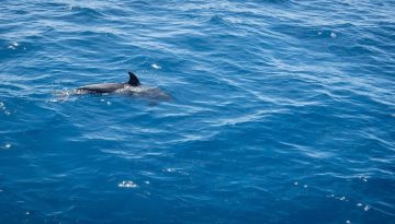Πόσο ασυνήθιστη είναι η παρουσία καρχαρία στις ελληνικές θάλασσες