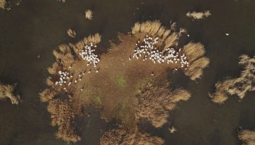 Πρέσπες: Έρευνα για τα αίτια που προκάλεσαν τον θάνατο 2300 αργυροεπελεκάνων από τη γρίπη των πτηνών