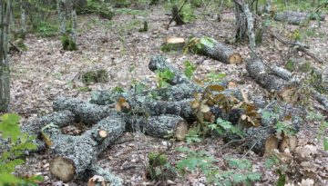 Συλλήψεις για παράνομη υλοτομία στο Δάσος Στροφυλιάς