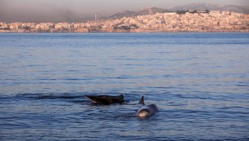 Σκιές στο νερό: Τα απρόσιτα πλάσματα που εντοπίστηκαν από τους υποθαλάσσιους ήχους τους