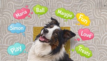 Σκυλιά και νήπια μαθαίνουν λέξεις με τον ίδιο τρόπο