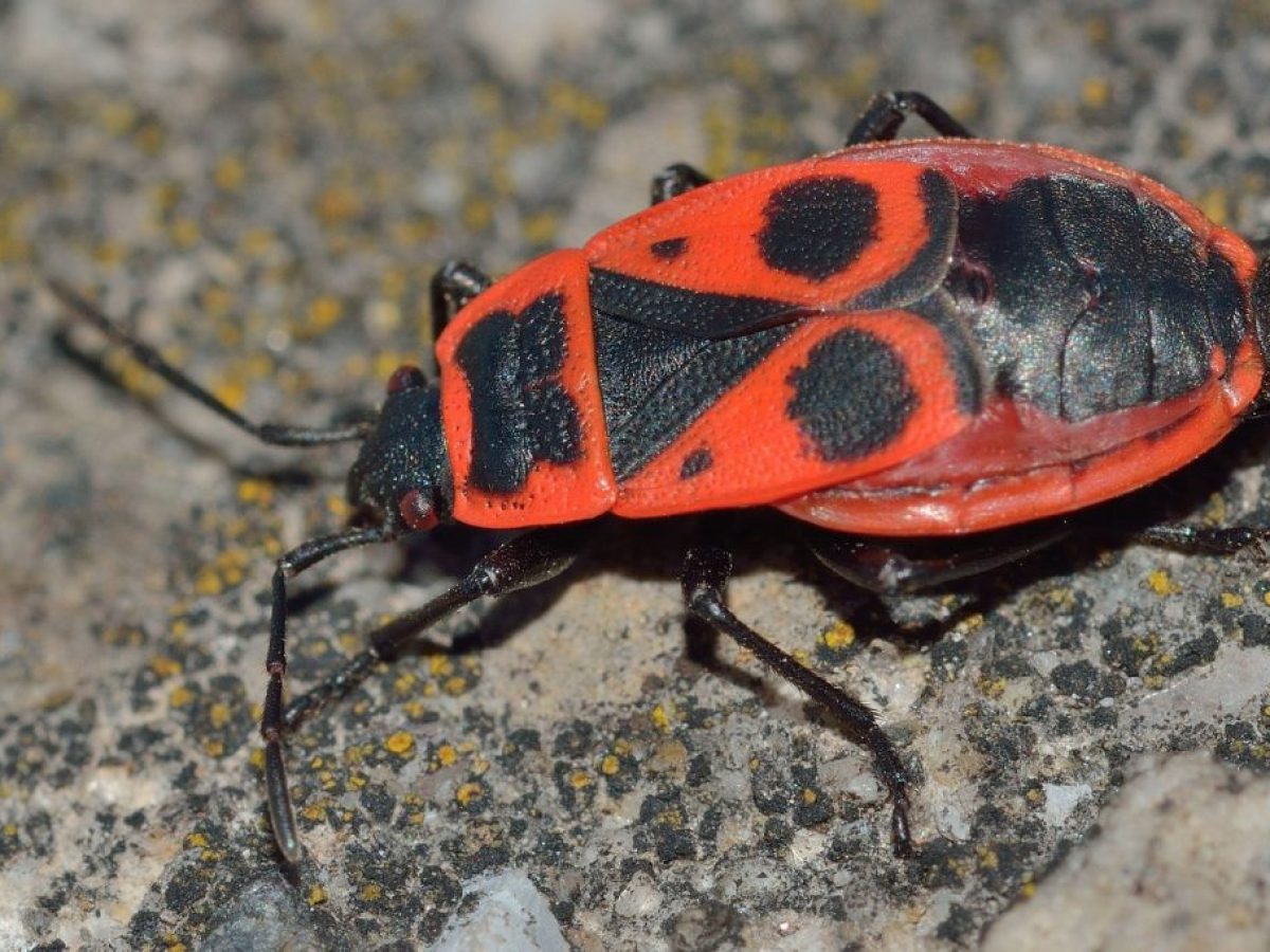 Τα ξενικά είδη φυτών έχουν προκαλέσει μαζικές εξαφανίσεις εντόμων