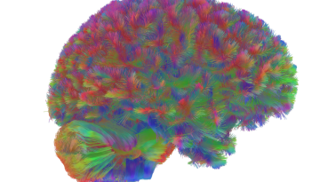 Τι μάθαμε για τον εγκέφαλο το 2025