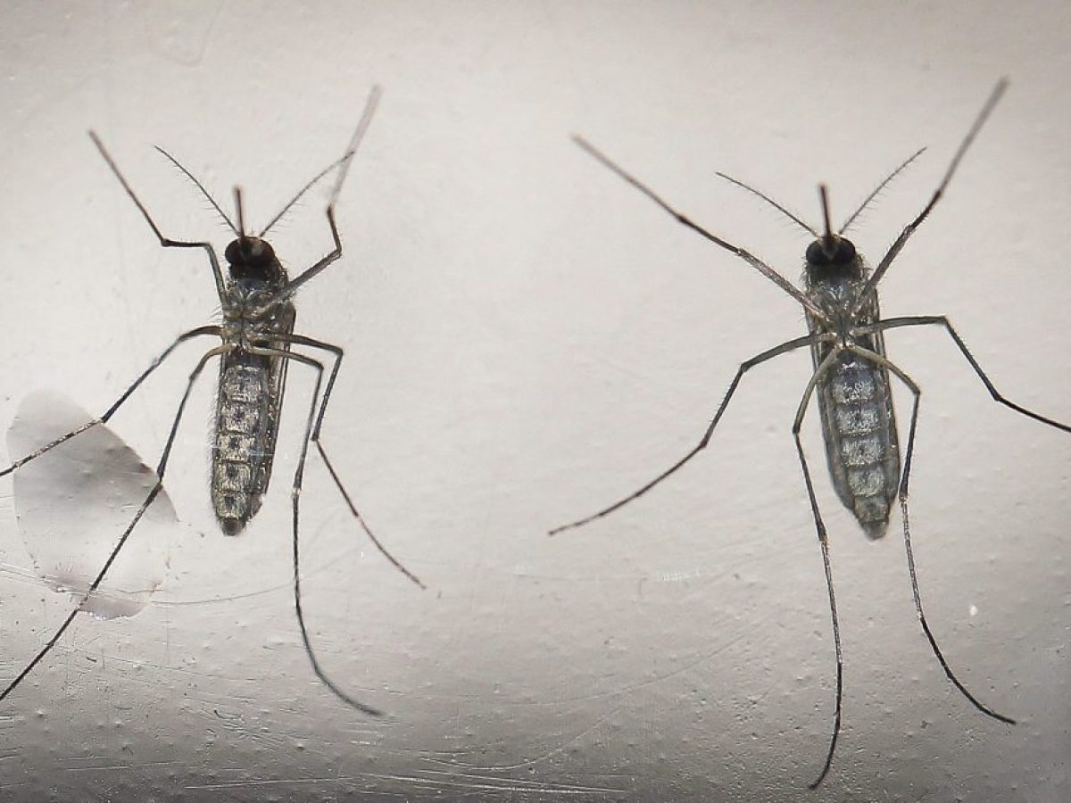 Το Jurassic Park είχε δίκιο: «Τα κουνούπια κρύβουν ολόκληρες βιβλιοθήκες DNA ζώων»