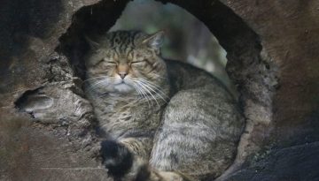 Το «εξαφανισμένο» ζώο-φάντασμα που επέστρεψε από τις σκιές