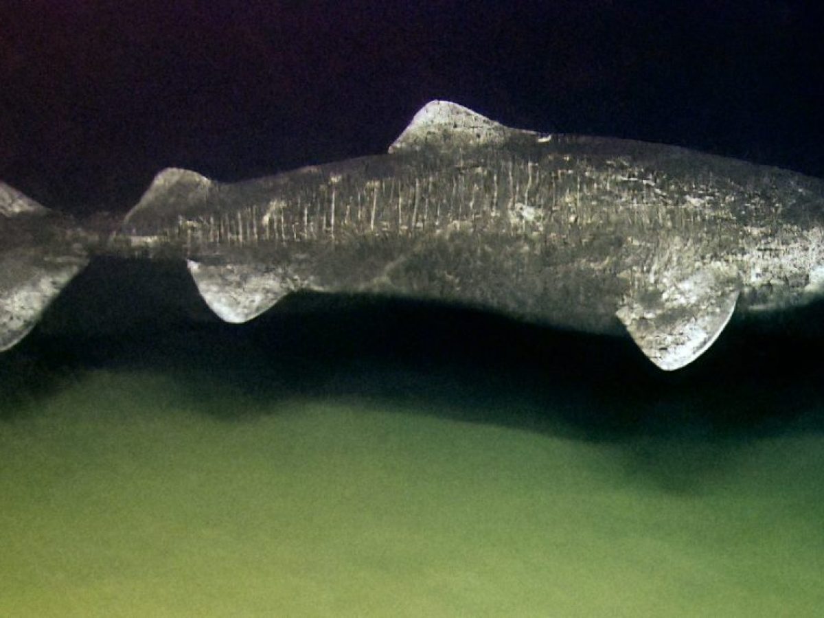 Το μυστικό του καρχαρία της Γροιλανδίας: Αυτό που δεν ήξερες για τον παγωμένο θηρευτή των θαλασσών