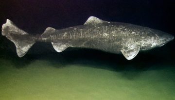 Το μυστικό του καρχαρία της Γροιλανδίας: Αυτό που δεν ήξερες για τον παγωμένο θηρευτή των θαλασσών