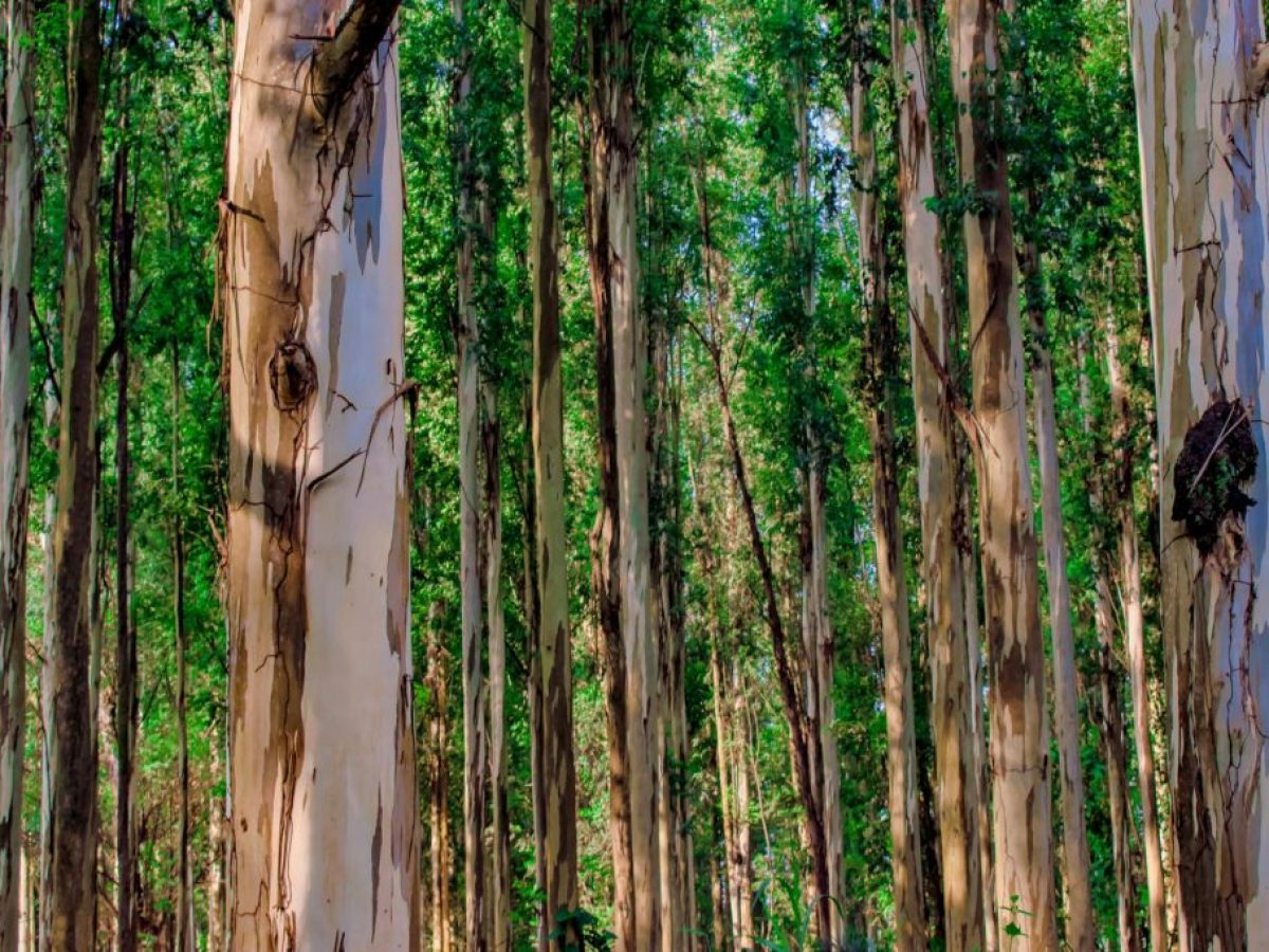 Το τίμημα της αύξησης των δασικών εκτάσεων στην Ευρώπη
