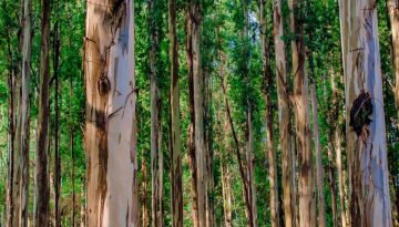 Το τίμημα της αύξησης των δασικών εκτάσεων στην Ευρώπη