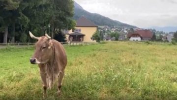 Βερόνικα: Η αγελάδα που χρησιμοποιεί εργαλεία για να ξύσει την πλάτη της (βίντεο)