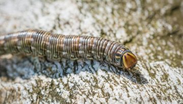 Άφωνοι οι επιστήμονες: Μυστηριώδες πλάσμα εντοπίστηκε σε λίμνη – Πώς και γιατί αλλάζει φύλο!