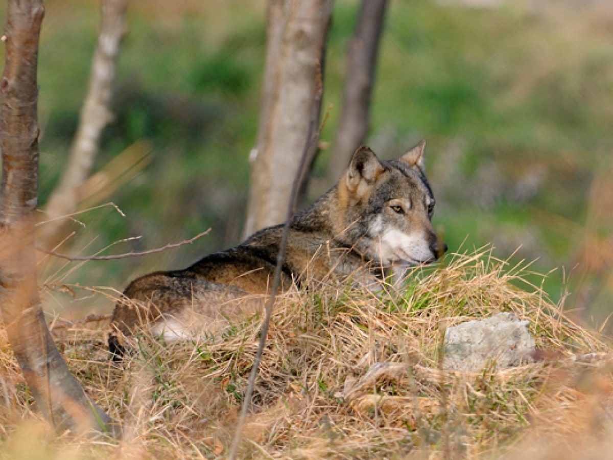 Αγέλη λύκων υποχρεώνει τις αρχές να κλείσουν αεροδρόμιο στην Ιταλία
