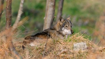 Αγέλη λύκων υποχρεώνει τις αρχές να κλείσουν αεροδρόμιο στην Ιταλία