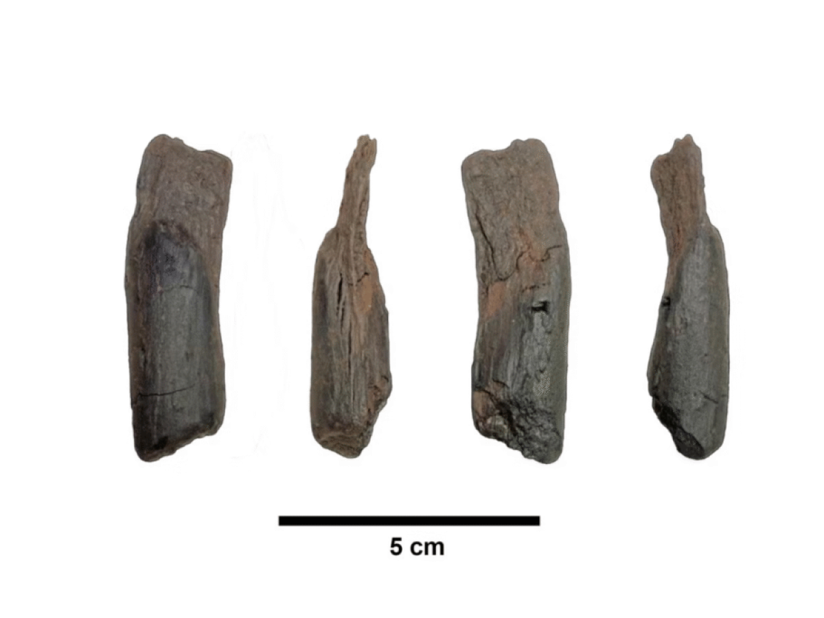 Ανακαλύφθηκαν στην Ελλάδα τα αρχαιότερα ξύλινα εργαλεία
