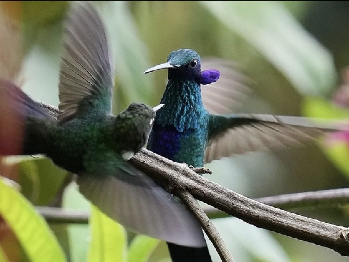 Αρχέγονο δάσος στον Ισημερινό, τελευταίο καταφύγιο για μικρό κολιμπρί που απειλείται με εξαφάνιση