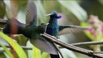 Αρχέγονο δάσος στον Ισημερινό, τελευταίο καταφύγιο για μικρό κολιμπρί που απειλείται με εξαφάνιση