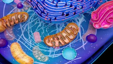 Αυτοφαγία: Αυτοθεραπευτικός Μηχανισμός του Οργανισμού – Πώς να την διεγείρετε