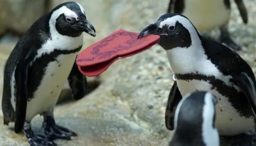 Επιστήμονες ανακάλυψαν κάτι συγκλονιστικό για τους αφρικανικούς πιγκουίνους: Με τι αναγκάζονται να ταΐσουν τα μικρά τους